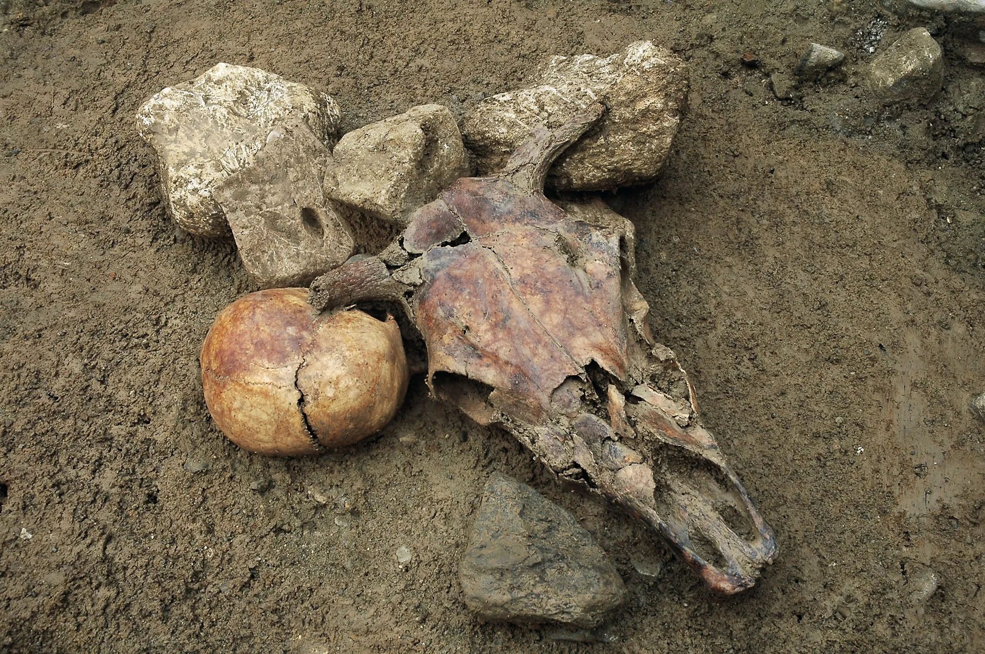 Grube 292 auf dem Mormont mit Menschen- und Kuhschädel.